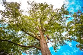 Leaf Removal in Ridgeland, SC