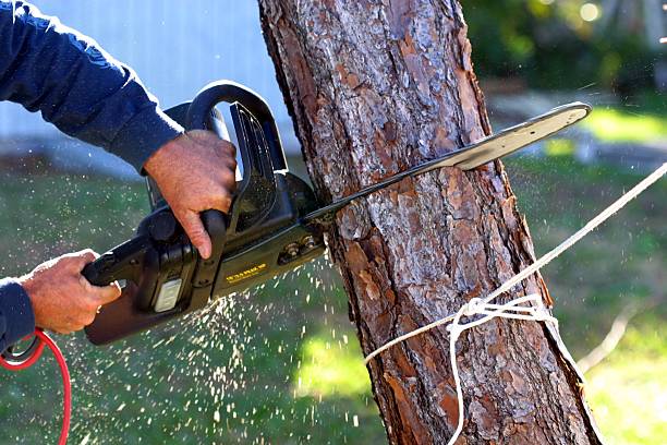 Reliable Ridgeland, SC Tree Care Solutions